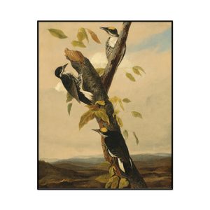 Joseph Bartholomew Kidd After John James Audubon Black Backed Three Toed Woodpecker Portrait Set1 Cover0